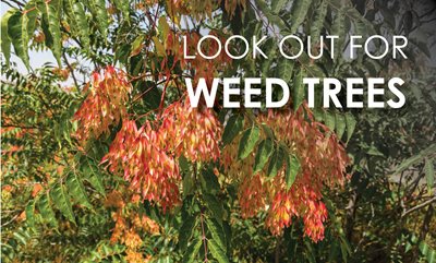 Weed Trees - Getting Rid of Them and Spotting Them in Your Yard