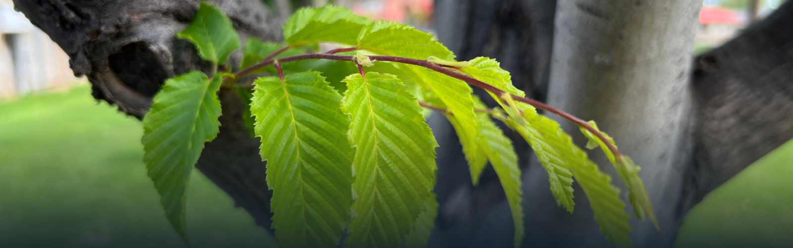 Tree & Vegetation Management Tree & Vegetation Management