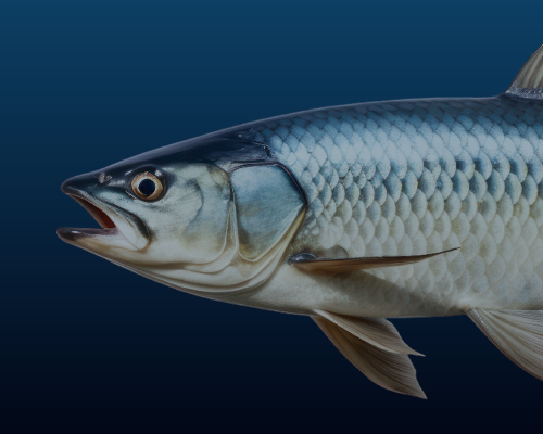 Episode 4B How Dams and Fish Coexist