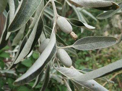 russian olive tree