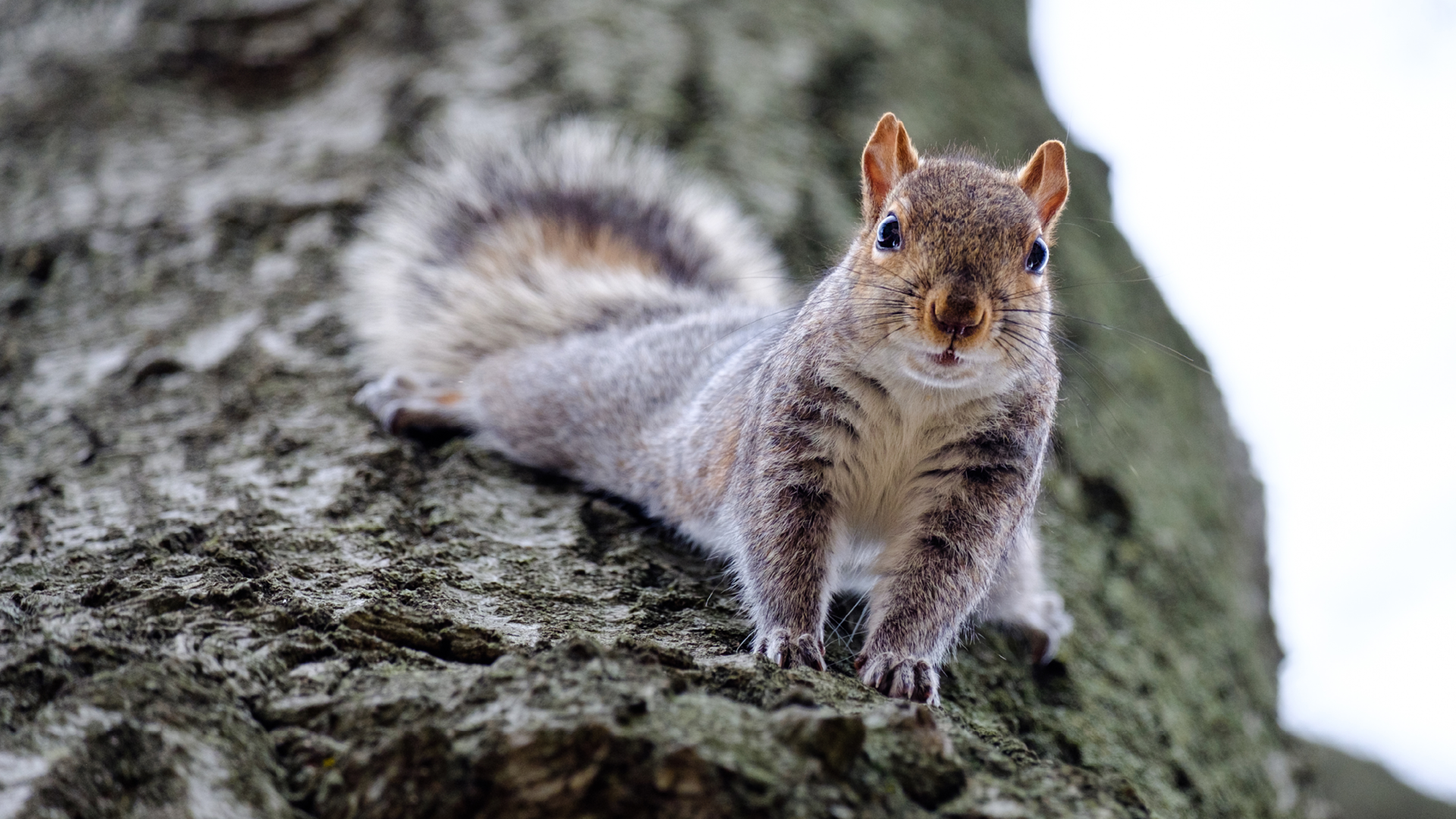 Photo of a squirrel on a tree
